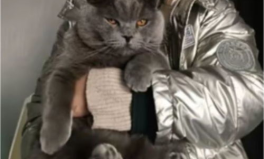 猫抓小姐姐被小姐姐咬,一场意外的“猫鼠游戏”