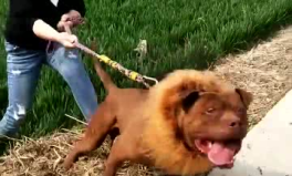 小姐姐带猛犬,小姐姐与忠诚伙伴的温馨日常